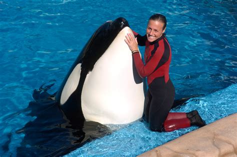 Sadly Brancheau was killed in February when one of the shows killer whales,Tilikum, dragged her underwater and she drowned. . Tilikum killer whale attack video